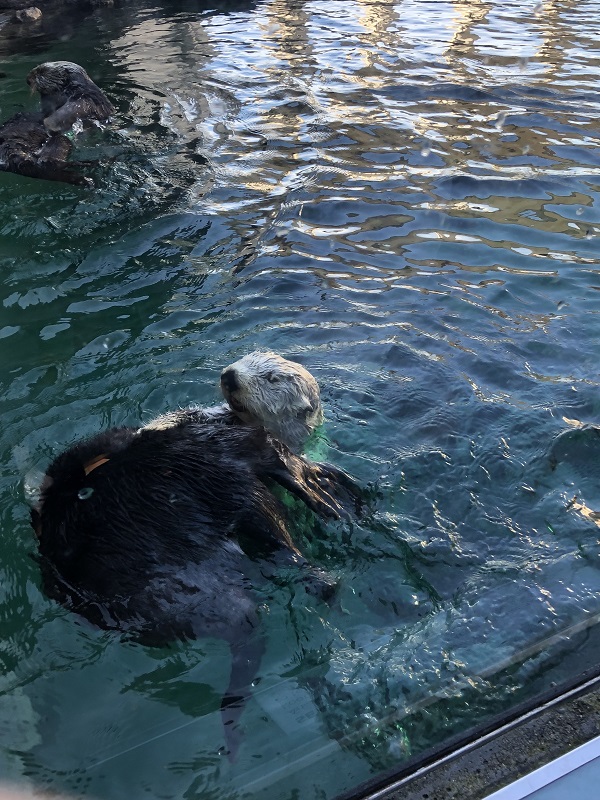 シアトル水族館に行ってきたよ メモログ