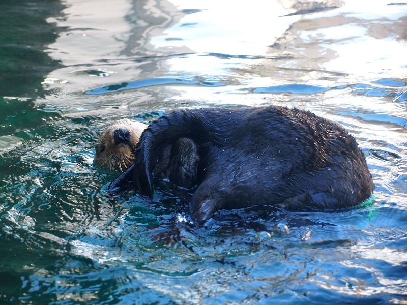 シアトル水族館に行ってきたよ メモログ